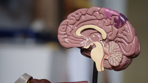 Anatomical brain model — illustrative of neuroscience research.