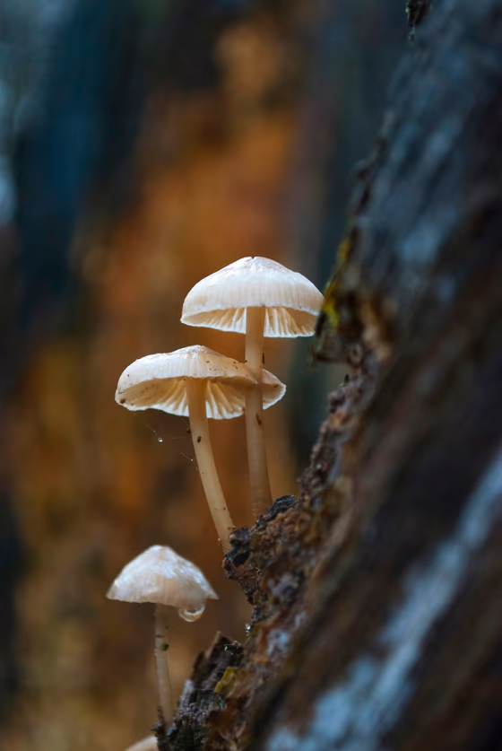 Wild mushrooms growing on bark — illustrative imagery accompanying recent psilocybin research.