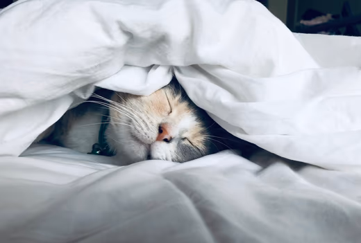 A cat sleeping under a duvet — illustrative of sleep research imagery.