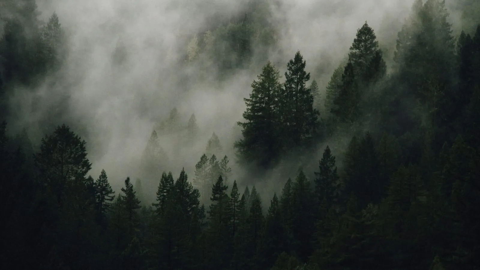 A misty pine forest, trees softened by morning fog.